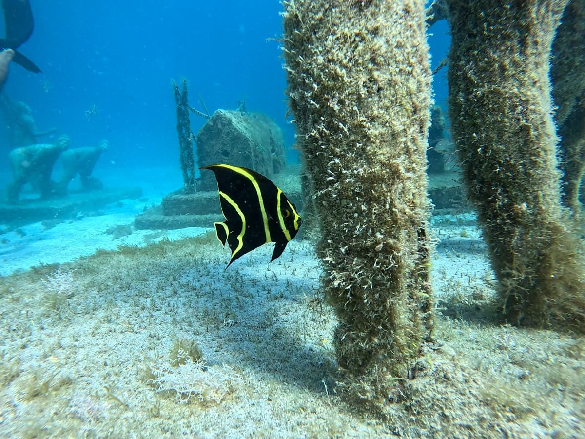 Angel fish by sculptures