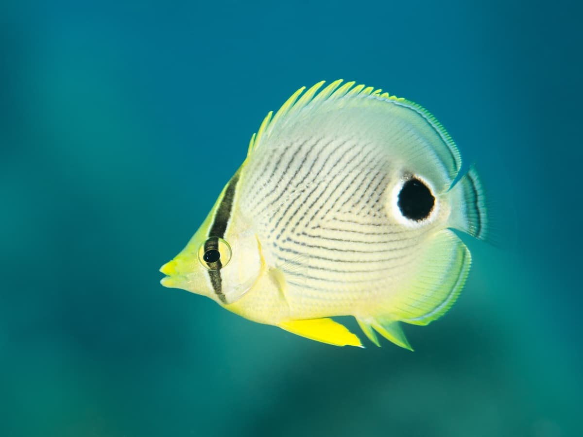 Four eye butterfly fish by sculptures