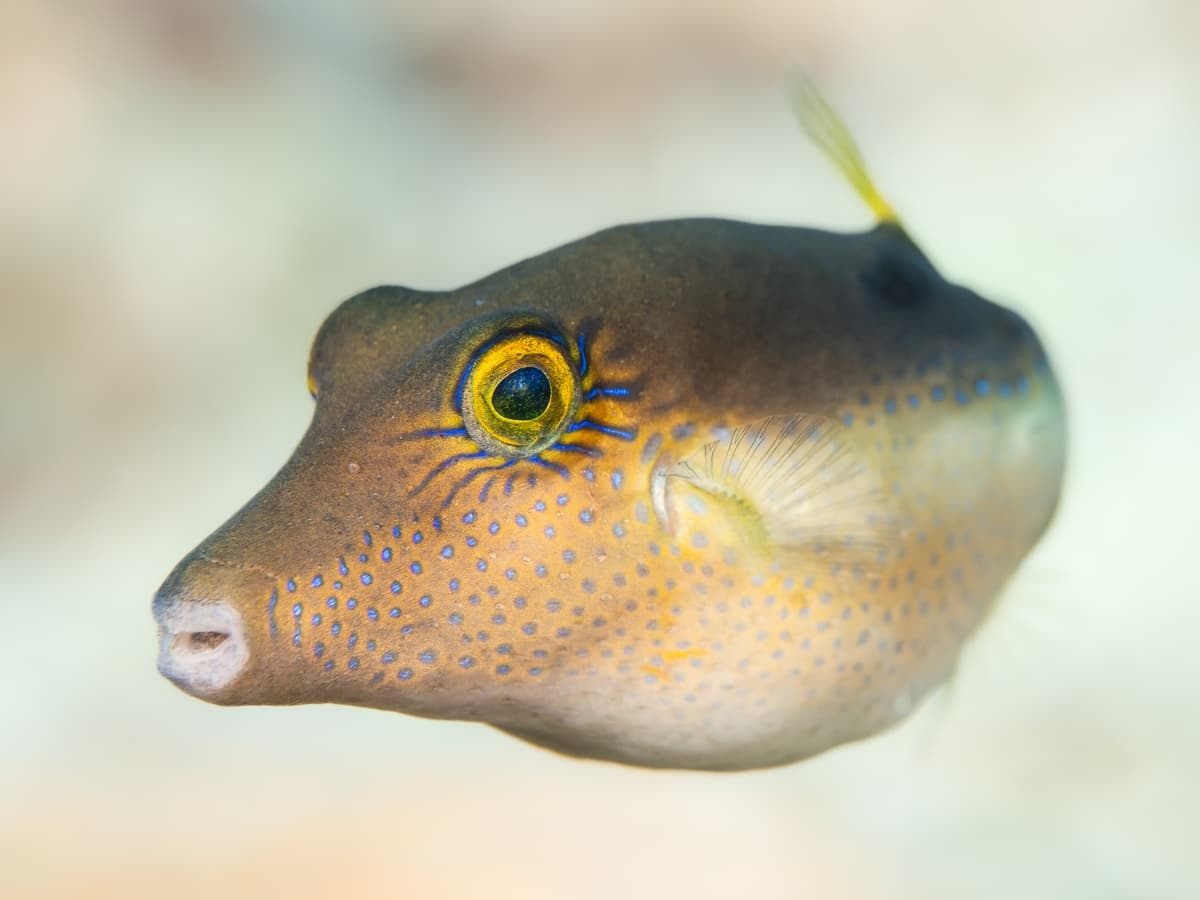 Sharp nose puffer fish by sculptures